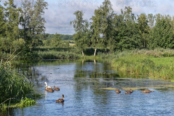 A swan with young on the River Trave in Brenner Moor. The Brenner Moor is a salt marsh, FFH area, in the Trave lowlands near Bad Oldesloe. Schleswig-Holstein, Germany