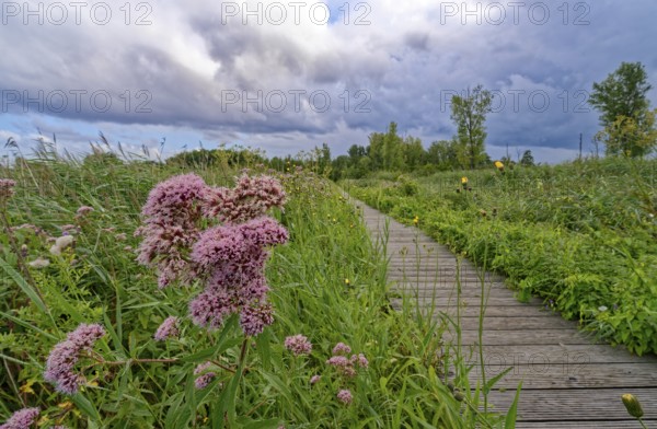 Purple-flowering water eupatorium (Eupatorium cannabinum), also known as Kunigkraut, on a footpath in the Brenner Moor. The Brenner Moor is a salt moor, FFH area, in the Traveniederung near Bad Oldesloe. Schleswig-Holstein, Germany