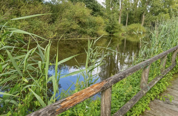 Footpath with wooden railings along the River Trave in Brenner Moor. The Brenner Moor is a salt moor, FFH area, in the Trave lowlands near Bad Oldesloe. Schleswig-Holstein, Germany