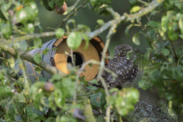 In front of the nesting tube... Little owl (Athene noctua) sits well hidden in front of a nesting aid, nesting tube in a pear tree and looks around, native nature, Lower Rhine, North Rhine-Westphalia, Rhineland, Germany, Western Europe