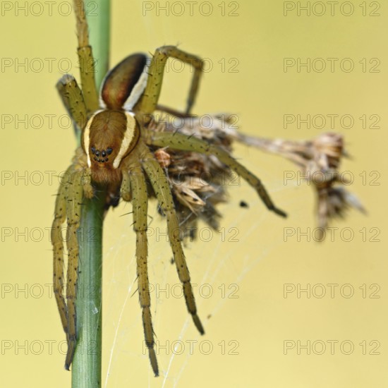 Just hang out... Raft spider (Dolomedes fimbriatus), native spider, spider species sits in front of a green-yellow shining background on the stalk of a rush, occurrence mainly in wet meadows and also moors, native nature, Lower Rhine, North Rhine-Westphalia, Rhineland, Germany, Western Europe