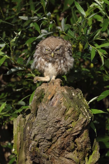 Here I am the boss... Little owl (Athene noctua), owl clenches its fist and bangs on the table, funny, meaningful picture, situation comedy, native nature, Lower Rhine, North Rhine-Westphalia, Rhineland, Germany, Western Europe