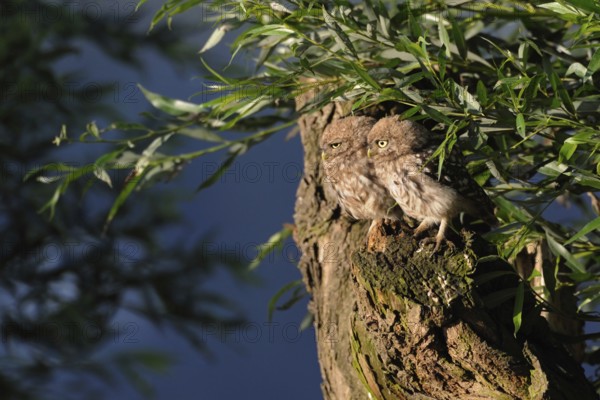 Siblings... Little owls (Athene noctua), young birds, branchlings exploring in the early morning light, sitting in pairs, side by side on an old pollard willow, native nature, Lower Rhine, North Rhine-Westphalia, Rhineland, Germany, Western Europe