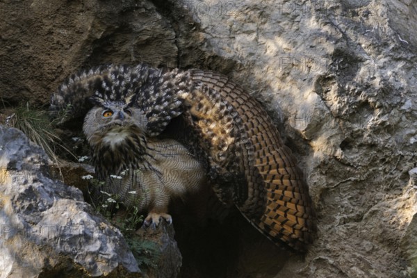 Defence posture... European Eagle Owl (Bubo bubo), young owl raises its wings to a wheel to appear larger and stronger to potential enemies, typical behaviour, native nature, Lower Rhine, North Rhine-Westphalia, Rhineland, Germany, Western Europe