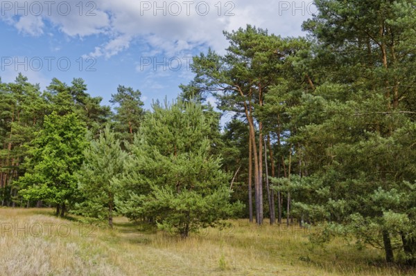 Field path and landscape in the Müritz National Park near Babke. Mirow, Mecklenburg-Western Pomerania, Germany