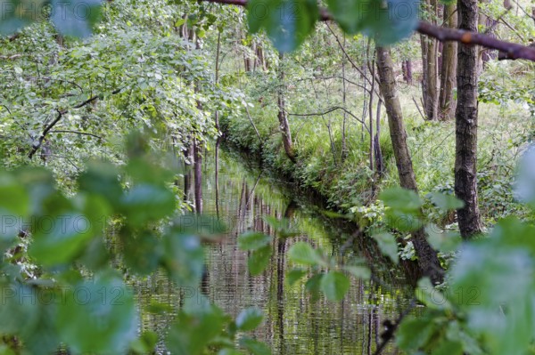 The Havel under bushes and trees in the Müritz National Park near Babke. Mirow, Mecklenburg-Western Pomerania, Germany