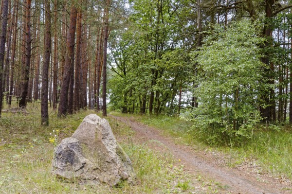 Cycling and hiking trail through the Müritz National Park near Babke. Mirow, Mecklenburg-Western Pomerania, Germany