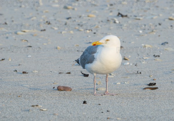 A herring gull (Larus argentatus) with a massive, strong beak stands alone on a sandy beach, surrounded by scattered shells and other flotsam and jetsam, light-coloured sandy beach, maritime, sea, seabird, water bird, warm, soft sunlight in the evening and relaxed atmosphere, calm, summer, evening sun, Insel Düne, Helgoland, Schleswig-Holstein, North Sea, Germany