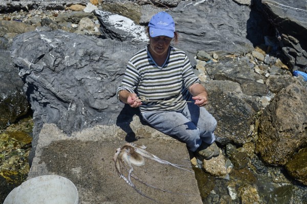 Man in work clothes picking up an octopus on rocky ground, Analipsi, Maltezana, Astypalea, Astipalea, Astipaleia, Dodecanese, Greek Islands, Greece