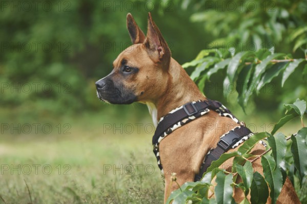 Mixed-breed dog wearing Y-shaped harness sitting among grass and plants
