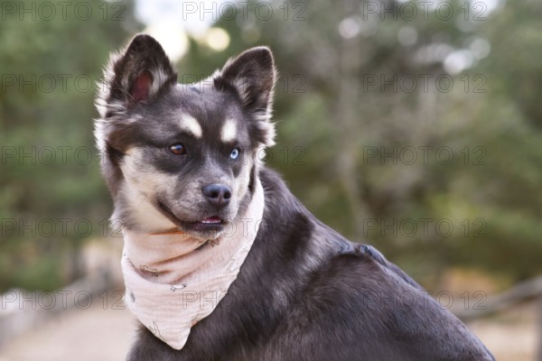 Portrait of French Bulldog x Siberian Husky dog mix with neckerchief