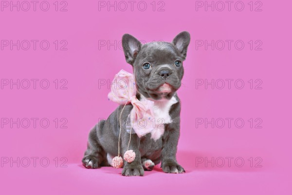 Blue French Bulldog dog puppy with ribbon sitting in front of pink background