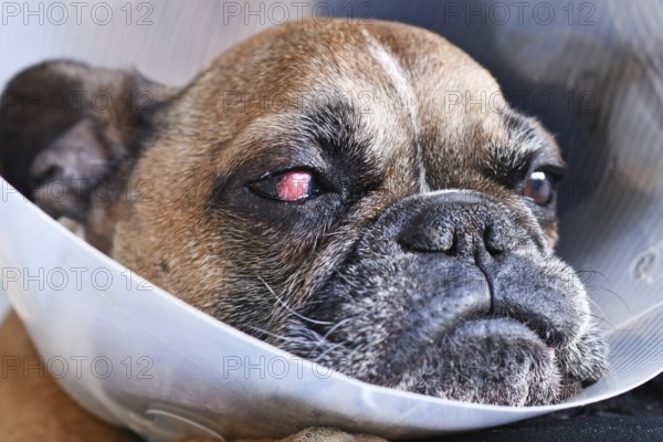 Face of French Bulldog dog with surgical implanted conjunctival flap covering eye used as treatment of deep corneal injury