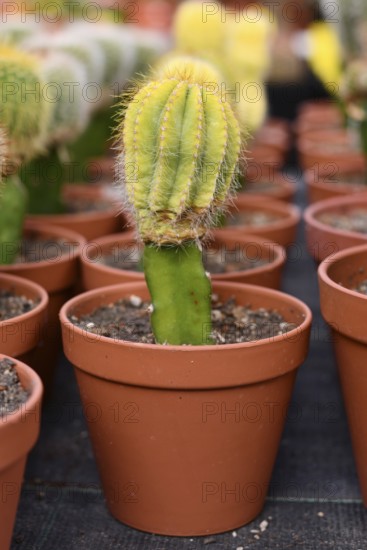 Bright green grafted cactus. Two different species of cacti combined together to form a single plant