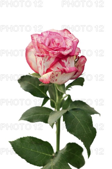 Single Pink Splash rose with white petals and pink spots on white background