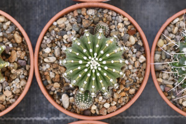 Top view of small 'Echinopsis Hybrid' cactus in flower pot with stones