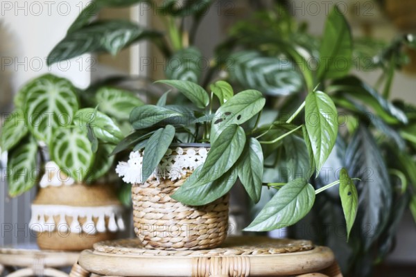 Tropical 'Epipremnum Pinnatum Cebu Blue' houseplant with silver-blue leaves with other houseplant in urban jungle in living room