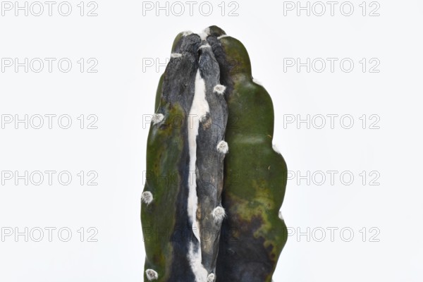 Close up of white mold and black rot on overwatered Cereus Jamacaru cactus houseplant