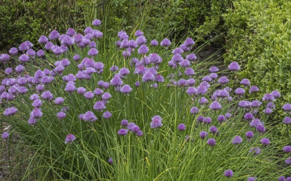 Flowering chives (Allium schoenoprasum), Netherlands