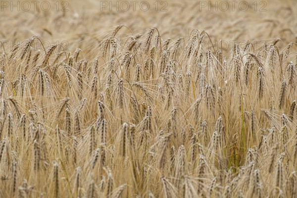 Cereal field in summer, Münsterland, North Rhine-Westphalia, Germany