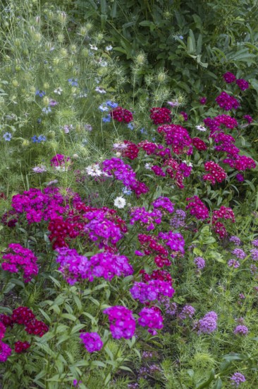Flower bed with bearded carnations, maiden pink and Caucasian Crosswort, North Rhine-Westphalia, Germany