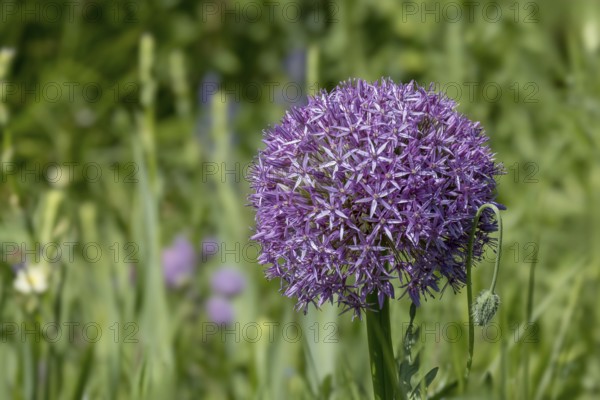 Ornamental leek (Allium sp.), inflorescence, Münsterland, North Rhine-Westphalia, Germany