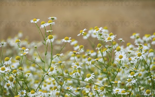 Matricaria chamomilla (Matricaria chamomilla) at the edge of a field, Münsterland, North Rhine-Westphalia, Germany