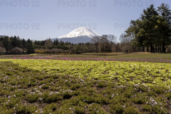 View of Mount Fuji, with Ryujin-ike pond in the foreground and many flowers, Fujikawaguchiko, Minamitsuru, Yamanashi Prefecture, Japan