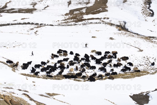 Two men driving a herd of yaks, Himalaya, Spitital, Kaza, Himachal Pradesh, India