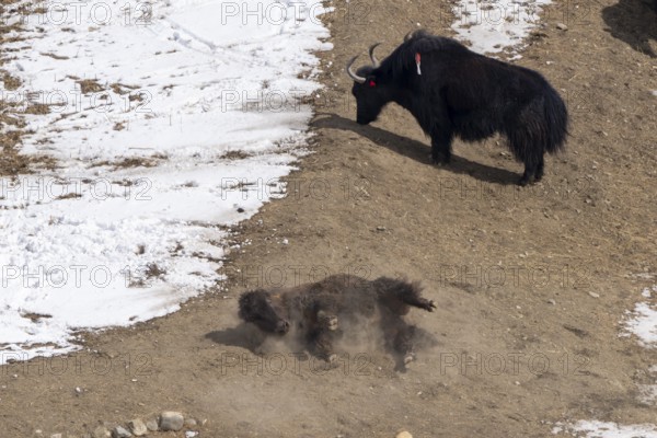 Yak (Bos mutus), rolling in the dirt, dust, snow, Himalayas, Spitital, Kaza, Himachal Pradesh, India