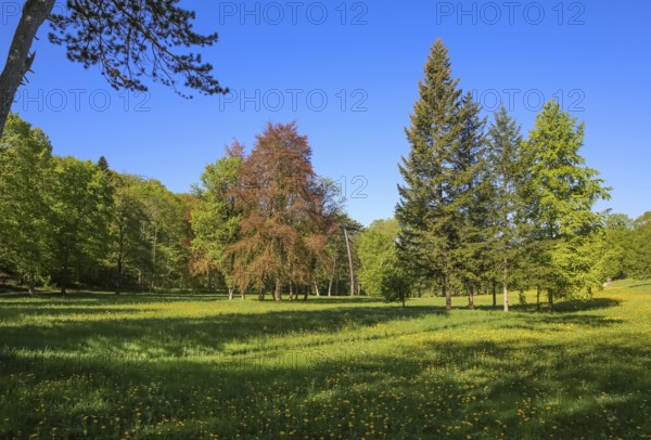 Nature park park near Lichtenstein Castle, meadow, lawn, deciduous trees, conifers, eaves of the Swabian Alb, Honau, municipality of Lichtenstein, Baden-Württemberg, Germany