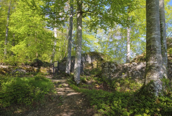 Ruin of Alter Lichtenstein near Lichtenstein Castle, eaves of the Swabian Alb, trees, deciduous forest, Honau, municipality of Lichtenstein, Baden-Württemberg, Germany