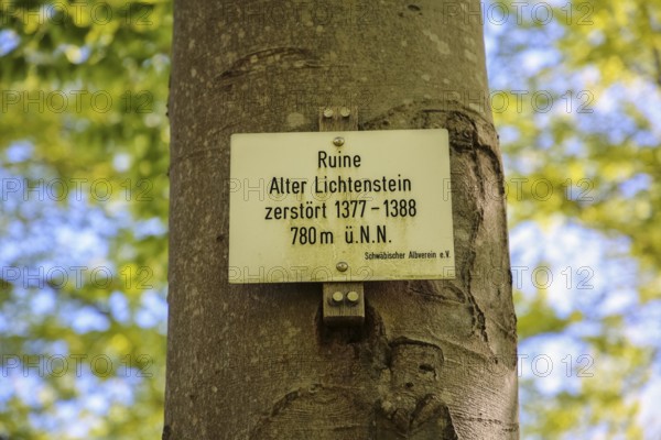 Sign, information board, Alter Lichtenstein ruins near Lichtenstein Castle, eaves of the Swabian Alb, tree, deciduous forest, Honau, municipality of Lichtenstein, Baden-Württemberg, Germany