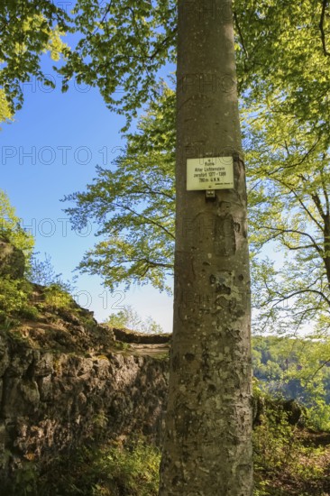 Sign, information board, Alter Lichtenstein ruins near Lichtenstein Castle, eaves of the Swabian Alb, tree, deciduous forest, Honau, municipality of Lichtenstein, Baden-Württemberg, Germany