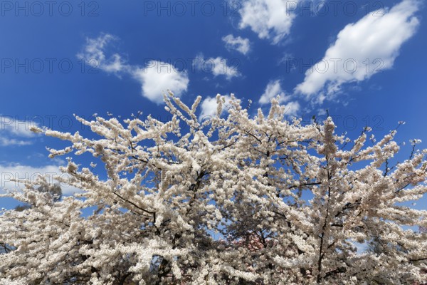Cherry blossom (Prunus subg. Cerasus), Cumulus, Berggarten, spring in the Herrenhausen Gardens, sunny weather, Hanover, Lower Saxony, Germany