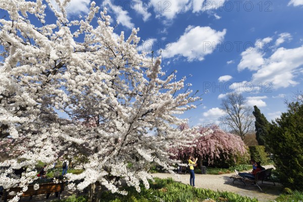 Cherry blossom (Prunus subg. Cerasus), Cumulus, walker in the Berggarten, spring in the Herrenhausen Gardens, sunny weather, Hanover, Lower Saxony, Germany