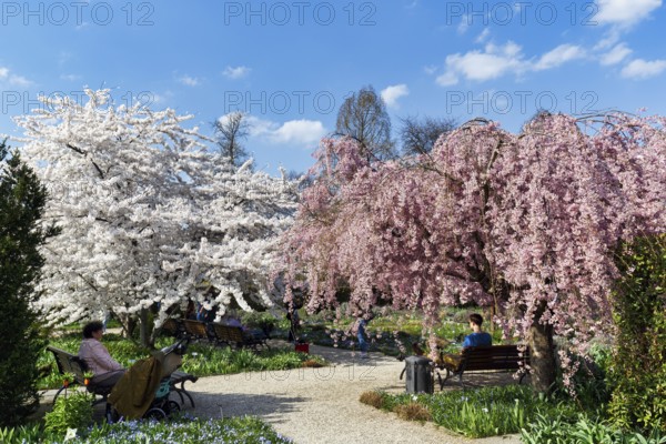 Blossoming cherry trees in the Berggarten, spring in the Herrenhausen Gardens, sunny weather, Hanover, Lower Saxony, Germany