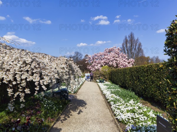Blossoming cherry trees and magnolias, walkers in the Berggarten, Botanical Garden, spring in the Herrenhausen Gardens, sunny weather, Hanover, Lower Saxony, Germany