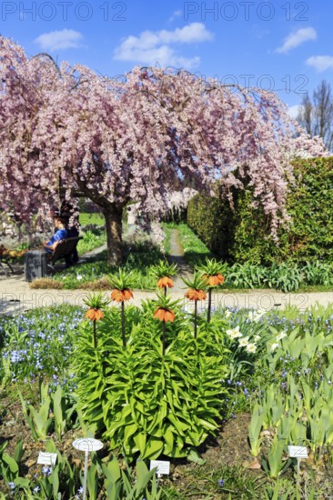 Imperial crowns (Fritillaria imperialis) and cherry tree, Berggarten, spring in the Herrenhausen Gardens, sunny weather, Hanover, Lower Saxony, Germany