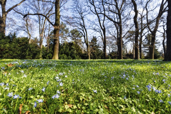 Scilla, blue stars in a meadow in the Berggarten, spring in the Herrenhausen Gardens, sunny weather, Hanover, Lower Saxony, Germany