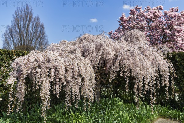 Hanging spring cherry, cherry blossom in the Berggarten, spring in the Herrenhausen Gardens, sunny weather, Hanover, Lower Saxony, Germany