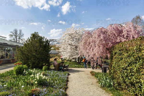 Cherry blossom in the Berggarten, spring in the Herrenhausen Gardens, sunny weather, Hanover, Lower Saxony, Germany