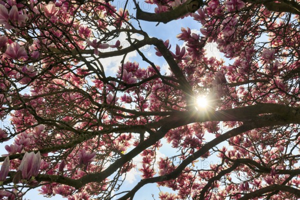 Magnolia blossom, tulip magnolia, sunbeams through branches, Berggarten, spring in the Herrenhausen Gardens, sunny weather, Hanover, Lower Saxony, Germany