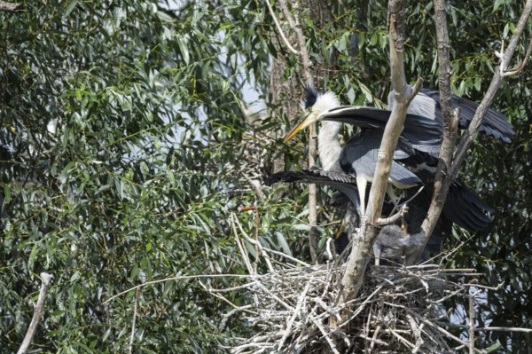 Grey heron (Ardea cinerea) at the eyrie Hungary