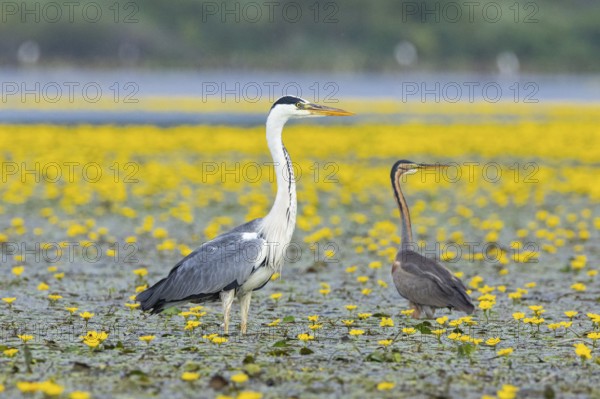 Grey heron (Ardea cinerea) and purple heron (Ardea purpurea) amidst flowering sea pots (Nymphoides peltata) Hungary