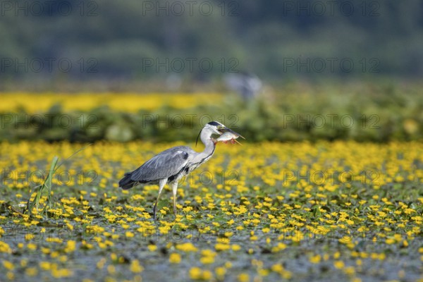 Grey heron (Ardea cinerea) amidst flowering sea pots (Nymphoides peltata) Hungary