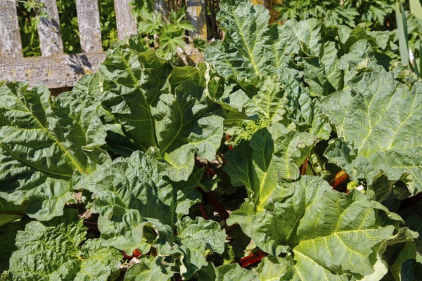 Herb garden near the stud farm museum and the Lauter spring, rhubarb (Rheum rhabarbarum), common rhubarb, vegetable rhubarb, curly rhubarb, Offenhausen, municipality of Gomadingen, Swabian Alb, Baden-Württemberg, Germany