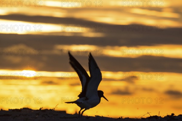 Oystercatcher (Haematopus ostralegus) with raised wings in front of a dramatic sunset on the beach, rays of light, movement, flying, take-off, take-off, excitement, movement, silhouette, light, sky, clouds, warm tones, orange, yellow, gold, evening sky, sandy beach, sand, shore, nobody, maritime, beach, deserted, sea, seabird, wading bird, waders, limicoles, island dune, Heligoland, Schleswig-Holstein, North Sea, Germany
