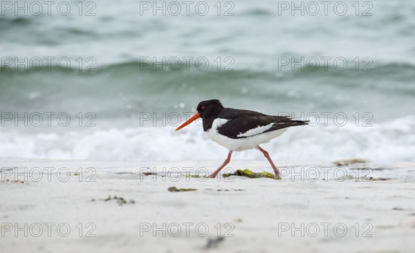 An oystercatcher (Haematopus ostralegus) with a long red beak, red eyes, red legs and black and white plumage walks along the edge of the water, shore, sandy beach, waves, surf, light-coloured beach, nobody, maritime, sea, seabird, wader, waders, limesticks, island dune, Helgoland, Schleswig-Holstein, North Sea, Germany