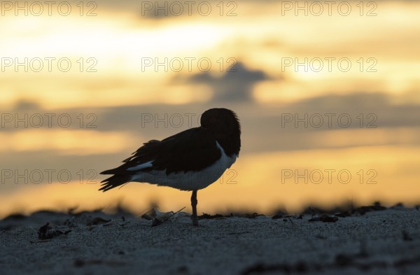 Oystercatcher (Haematopus ostralegus) stands on one leg on the beach at sunset and sticks its beak into its feathers, open eye, looking into the camera, resting, relaxing, relaxation, silhouette, resting, sleep, tired, tiredness, light, sky, clouds, warm tones, orange, yellow, gold, evening sky, sandy beach, sand, shore, nobody, maritime, beach, deserted, serenity, sea, seabird, wading bird, waders, limicoles, island dune, Heligoland, Schleswig-Holstein, North Sea, Germany